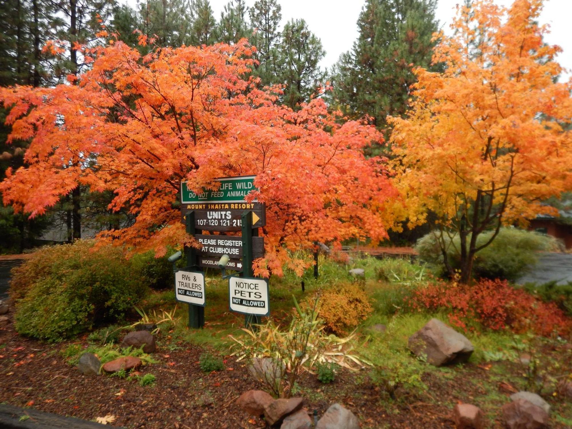 Mount Shasta Resort Экстерьер фото